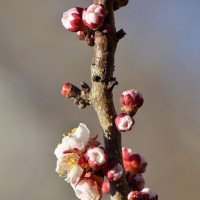 Апрельские зарисовки... :: Михаил Болдырев 