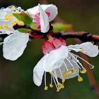 Цветки урюка под дождем-1 :: Асылбек Айманов