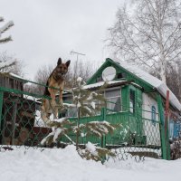 Отвязанный пес на заборе :: Валерий Михмель 