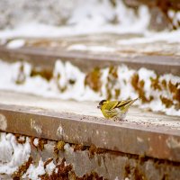 Чиж (лат. Carduelis spinus) :: Владислав Левашов