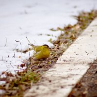 Чиж (лат. Carduelis spinus) :: Владислав Левашов