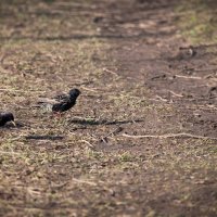 Скворцы прогоняют дрозда. :: Владимир Безбородов