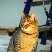 Солнечный кот :: Елена Верховская