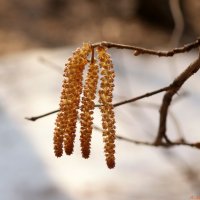 Где-то там, в апреле... :: Андрей Заломленков