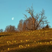 опять весна на белом свете... :: Elena Wymann