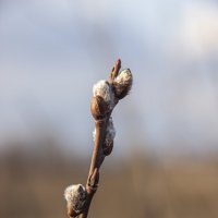 С праздником Вас господа :: Игорь 