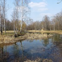 Весна в Ботаничеком саду :: Лидия Бусурина