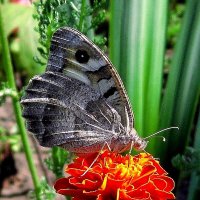 Обед бабочки!.. :: Лидия Бараблина