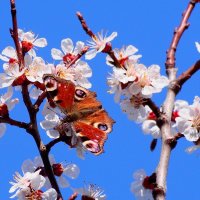 и снова бабочки 108 (весна...) :: Александр Прокудин