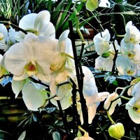 Белые орхидеи :: Елена (ЛенаРа)