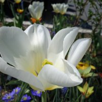 Ах, эти белые тюльпаны — В них целомудрие весны… :: Galina Dzubina