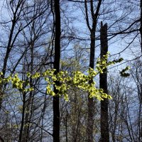 Цвета весны :: Heinz Thorns