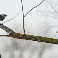 Дуэлянты. :: Владимир Безбородов