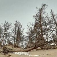 Ходульные деревья в бухте Песчаная :: Галина Минчук