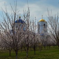 Абрикосовый сад :: Василий Ипатов