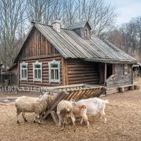 Козы и овцы :: Юлия Батурина
