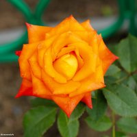 Славная роза, чудная роза, сладостный символ любви. :: Андрей Иванович (Aivanovich-2009)