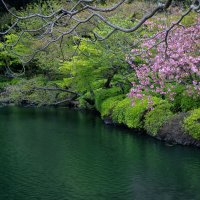 Есть в самурайском парке чёрный пруд, там сакуры цветут :: slavado 
