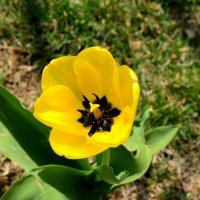 Желтый тюльпан в апреле 2020 :: Александр Стариков