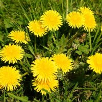 Dandelions. Одуванчики. :: Tatiana Golubinskaia