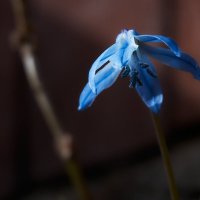 Синий цветок :: Александр Протопопов