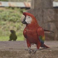 Большой красный попугай. Перу. Тарапото. :: Svetlana Galvez