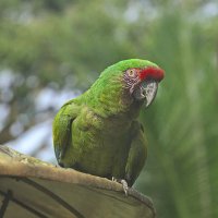 Большой зеленый попугай. Перу. Тарапото. :: Svetlana Galvez