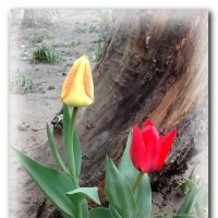 Тюльпаны. :: Зоя Чария