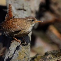 Крапивник(Troglodytes troglodytes) :: Иван 