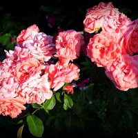 красота от природы розы :: Олег Лукьянов