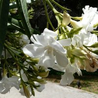 Белые цветы олеандра. :: Наталья Цыганова 