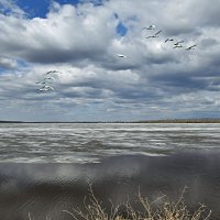 Некрасовское озеро, апрель :: Геннадий Ячменев