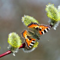 Бабочка и.весна.. :: Ольга Митрофанова