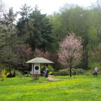Весной в Японском саду. :: Ольга Довженко