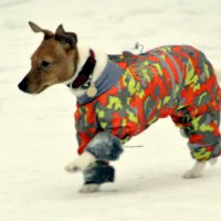 Собачья мода - 3 :: Сергей 