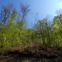 Весна в лесу :: Heinz Thorns