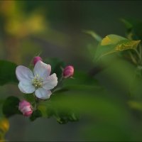 Яблоня цветёт :: Владимир Стаценко