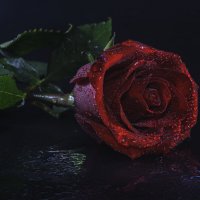 "Красная Роза, на черном фоне". :: Владимир Крышковец