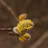 Весенние зарисовки. :: Андрей 