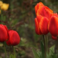 "Тюльпаны - улыбка весны"... :: barsuk lesnoi