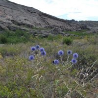 На мраморном перевале,синим цветы. :: Георгиевич 