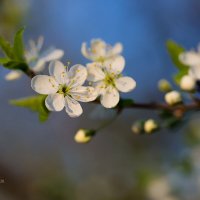 Ветка цветущей вишни :: Александр Синдерёв