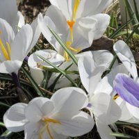 Цветы в апреле :: Николай Дресвянников 