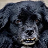 Талончик - мой любимый,любимый собакен! :: Восковых Анна Васильевна 