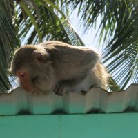 на острове обезьян,Вьетнам! :: Елена Шаламова