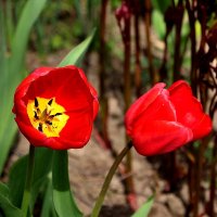 Первые тюльпаны апреля :: Надежд@ Шавенкова