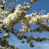 Белой веткой машет нам Весна! :: Лидия Бараблина