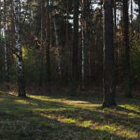 В весеннем лесу. :: Ирина Нафаня