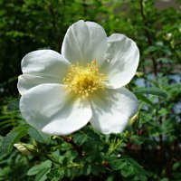 Белый шиповник, дикий шиповник. Краше садовых роз.... :: Galina Dzubina