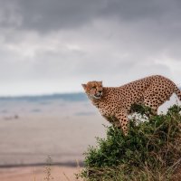 Одинокий охотник...Кения! :: Александр Вивчарик
